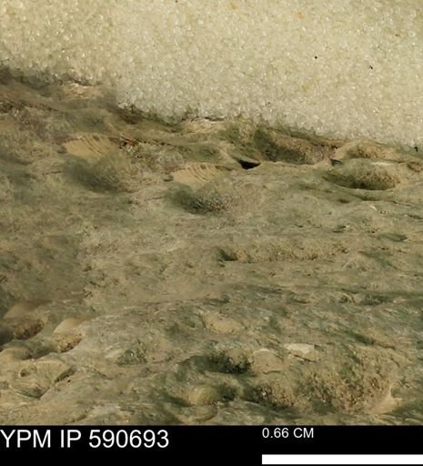 undet. Scaphitidae