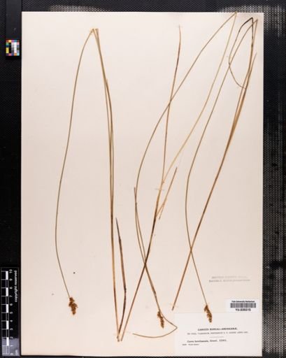 Carex diandra