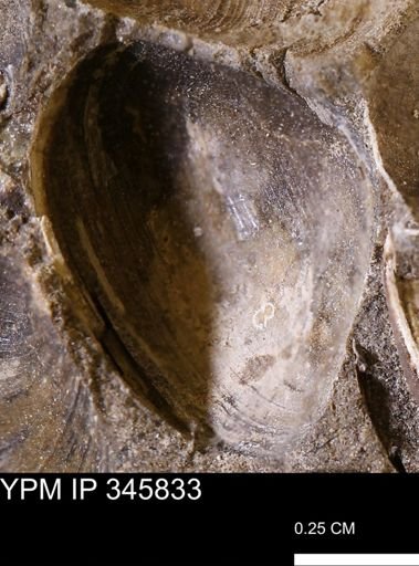 Limopsis striatopunctatus