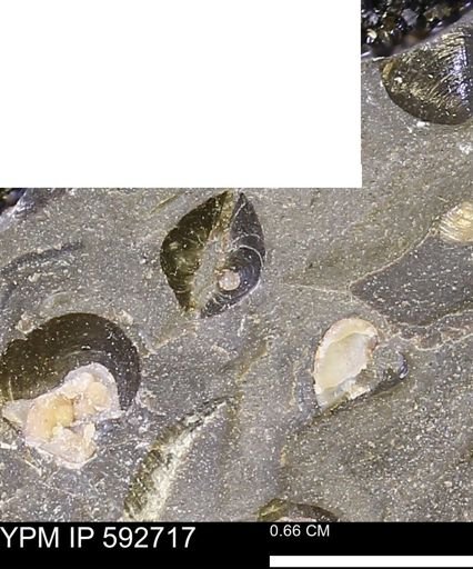 undet. Bivalvia
