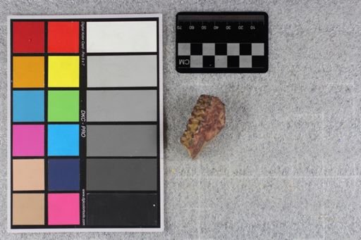 Mesohippus bairdi