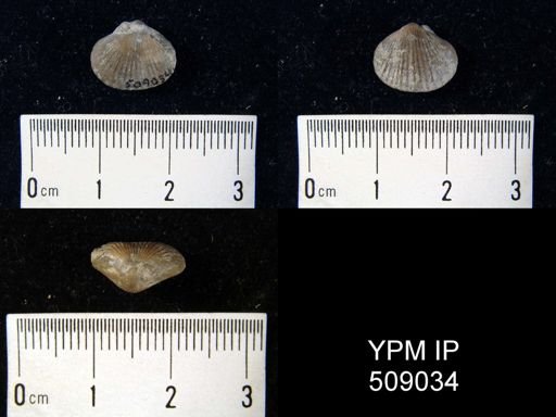 Zygospira sp.