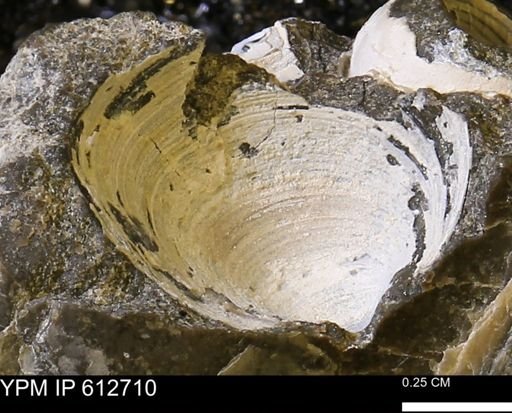 Limopsis striatopunctatus