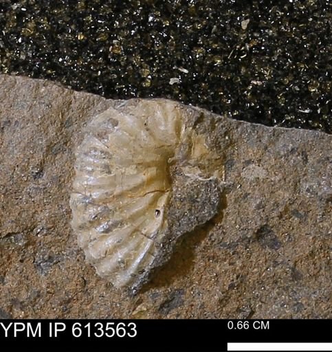 Scaphites sp.