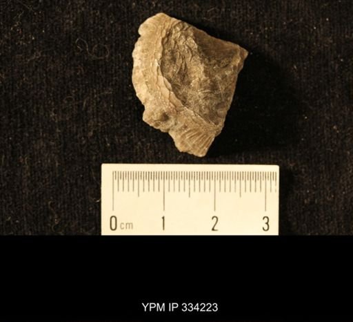 Agelacrinites pileus