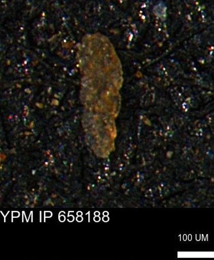 undet. Foraminiferida