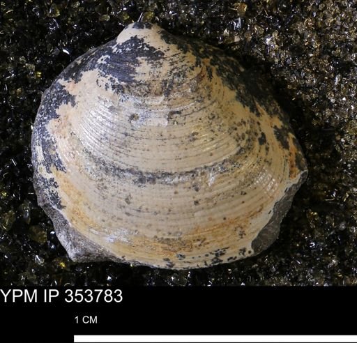 Limopsis striatopunctatus