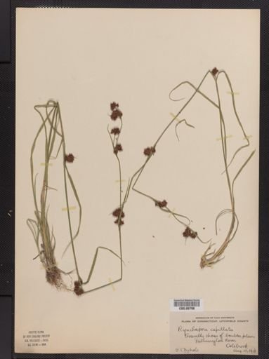 Rhynchospora capitellata