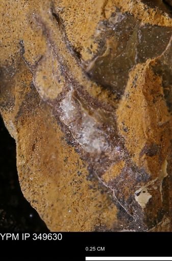undet. Mollusca