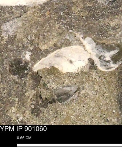 undet. Mollusca