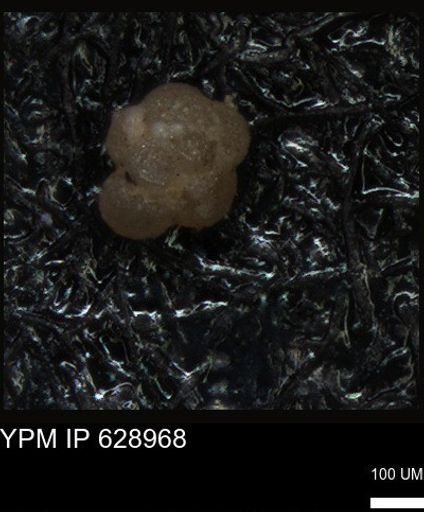 undet. Foraminiferida