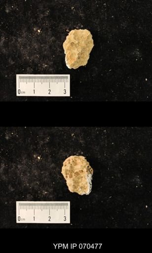 Favosites brownsportensis