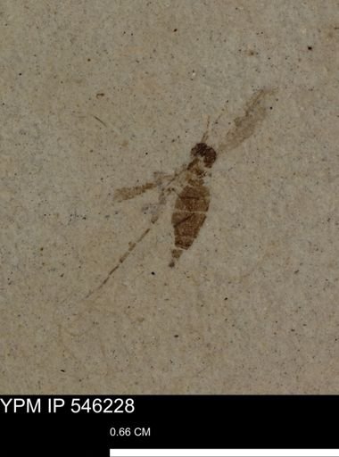 undet. Diptera