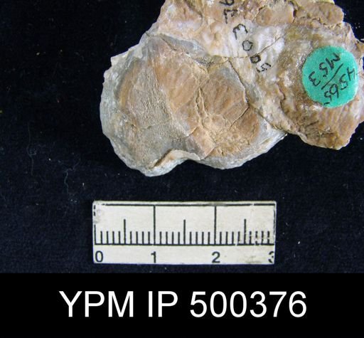 Dictyoclostus sp.