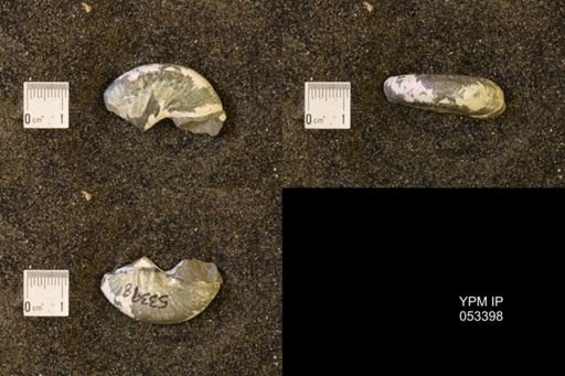 Discoscaphites sp.