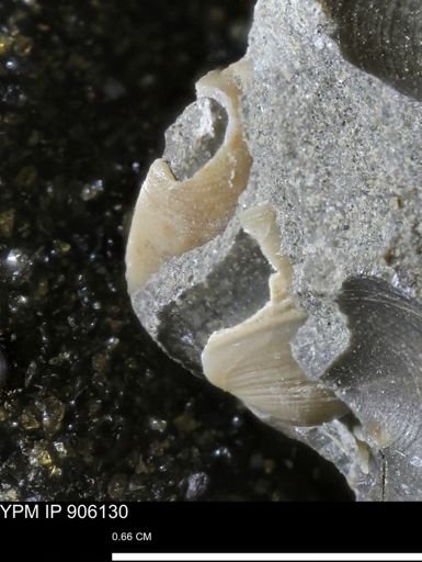 Limopsis striatopunctatus