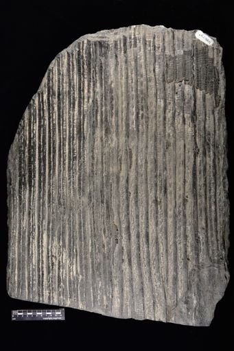 Sigillaria sp.
