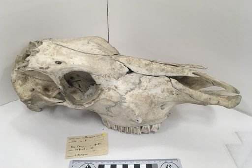 Bos taurus