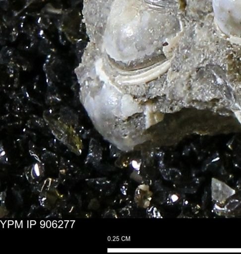 undet. Bivalvia