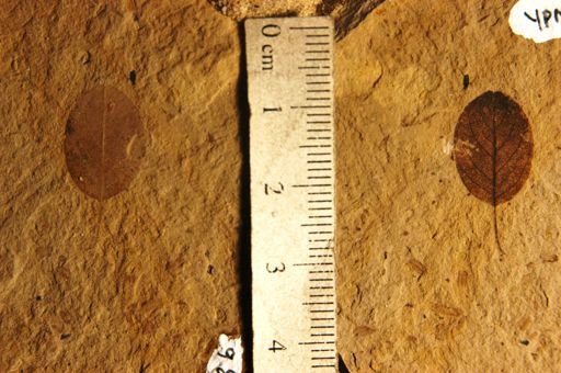 Colubrina pre-elliptica