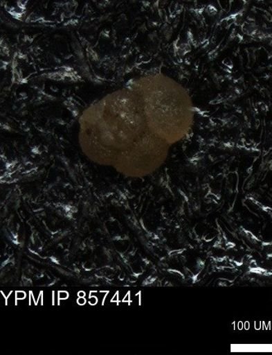 undet. Foraminiferida