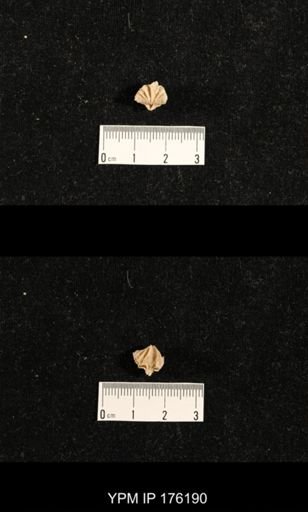 Spiriferina laxa