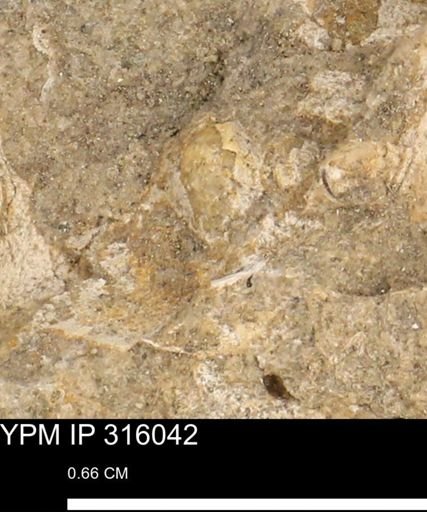 undet. Mollusca