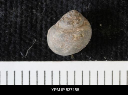Viviparus montanaensis