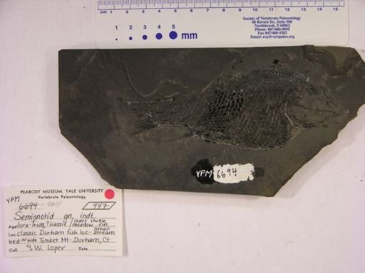 Semionotidae