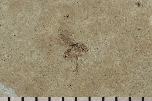 Diptera