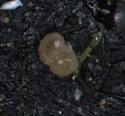 Coccolthiophyceae