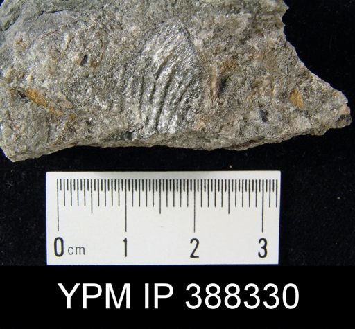 Productus semirecticulatus