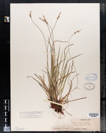Carex communis