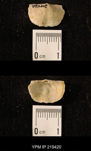 Chonetes granulifer