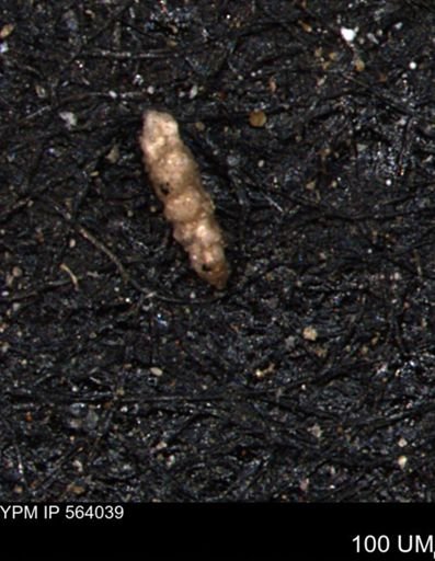 Verneuilinoides hectori