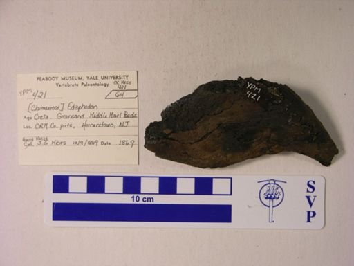 Edaphodon sp.