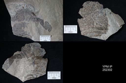 Eurypterus sp.