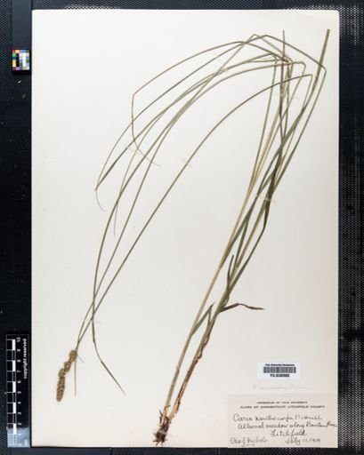 Carex annectens