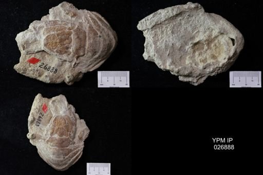 Pacifastacus chenoderma