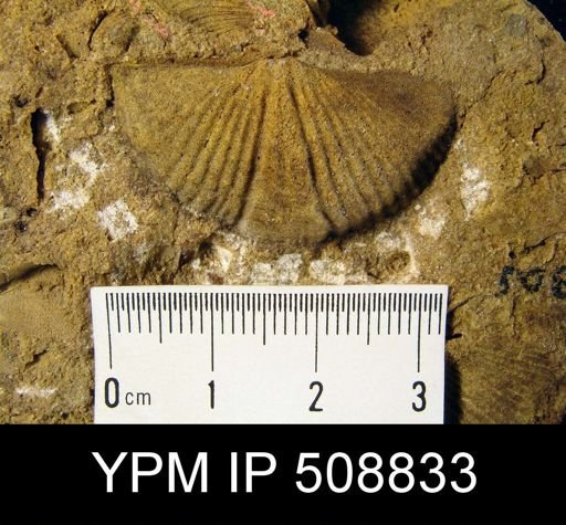 Spirifer allegheniensis?