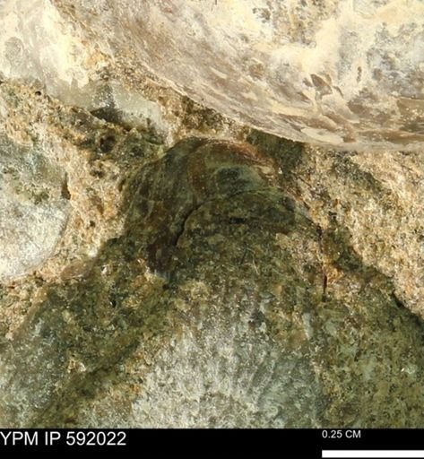 undet. Bivalvia