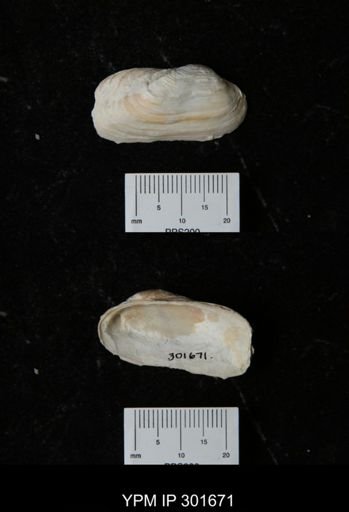 Hiatella arctica