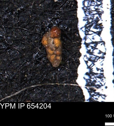 Verneuilinoides hectori
