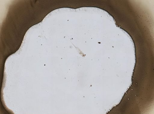 Trichocerca cylindrica