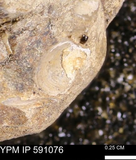 Limopsis?