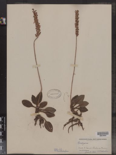 Goodyera