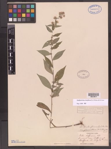 Symphyotrichum lateriflorum