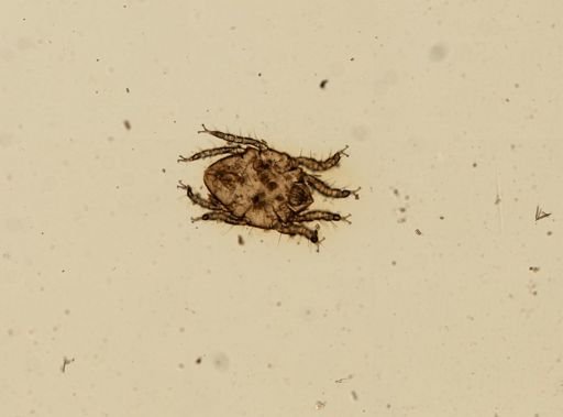 Isobactrus setosus