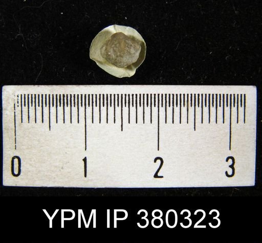 Spirifer crispus simplex