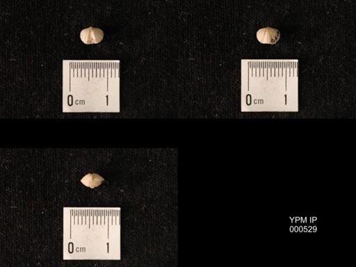 Platystrophia dentata